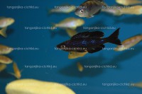 /album/fotogaleria-cyprichromis-microlepidotus-black-kiriza/obra%cc%81zok-259-jpg/